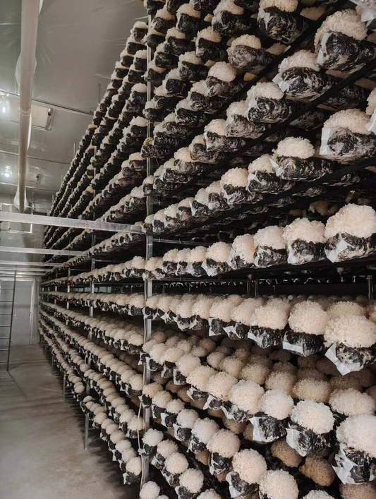 We specialize in intelligent climate-controlled mushroom cultivation solutions.