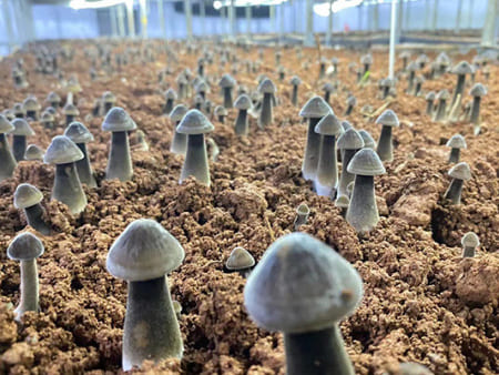TegeCraft® Intelligent Edible Mushroom Climate Control System
