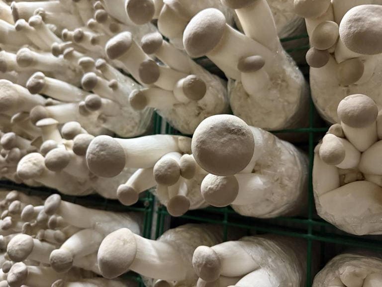 TegeCraft® Intelligent Edible Mushroom Climate Control System