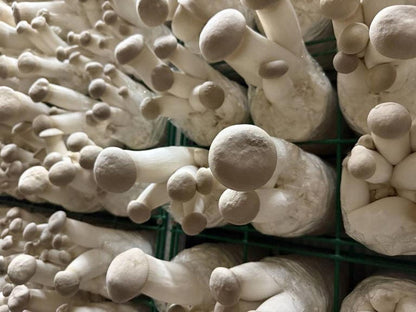 TegeCraft® Intelligent Edible Mushroom Climate Control System