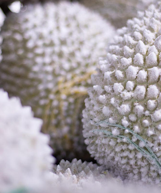 TegeCraft Durian Flash-Freezing Solutions
