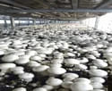 TegeCraft® Intelligent Edible Mushroom Climate Control System