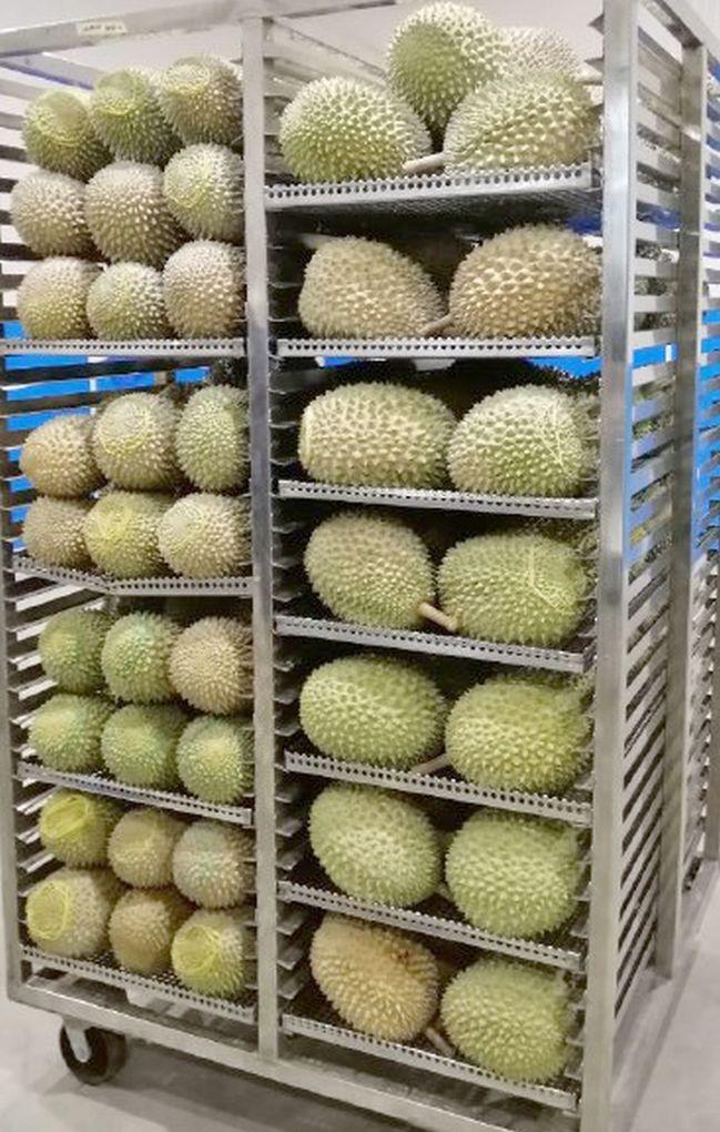 TegeCraft Durian Flash-Freezing Solutions