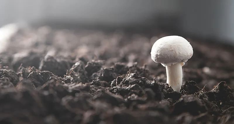 TegeCraft® Intelligent Edible Mushroom Climate Control System