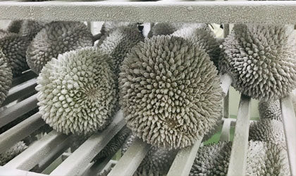 TegeCraft Durian Flash-Freezing Solutions